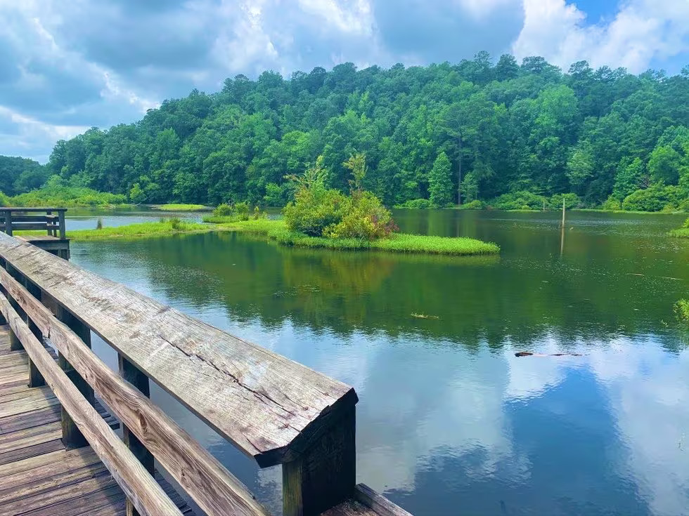 Bankhead National Forest