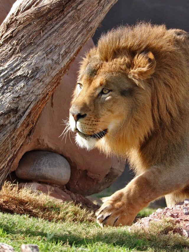 Phoenix Zoo